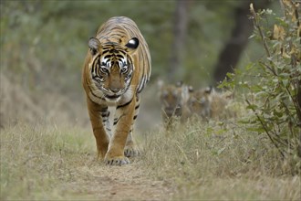 Bengal Tigers