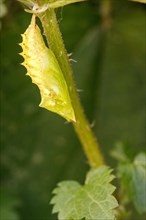 Caterpillar in chrysalis