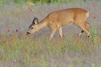 European roe deer