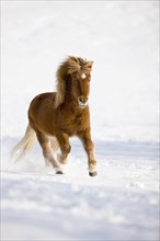 Icelandic horse galloping in snow