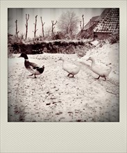 Polaroid effect of three ducks in winter