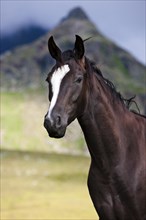 Black Austrian Warmblood horse