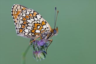 Knapweed fritillary