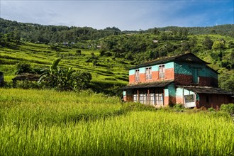 Farmhouse in agricultural landscape with green terrace rice fields