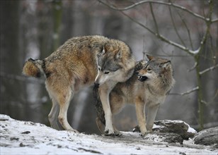 Eastern wolves