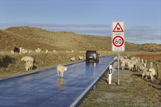 Sheep