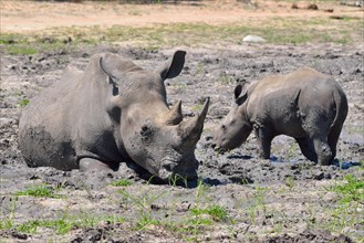 White rhinoceroses