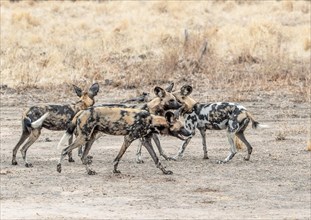 Members of a pack of African wild dogs