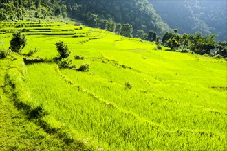 Agricultural landscape with green rice fields
