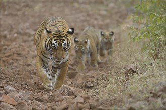 Bengal Tiger