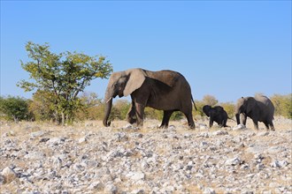 African bush elephants