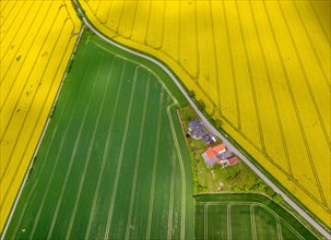 Flowering yellow rape fields