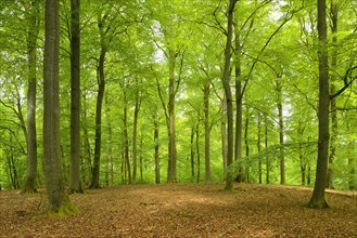 Untouched beech forest