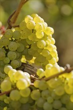 Close-up of grape vine with Riesling grapes near Bremm