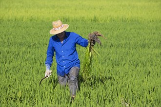 Weeding the rice fields