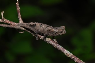 Stub-tailed chameleon