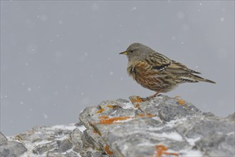 Alpine Accentor