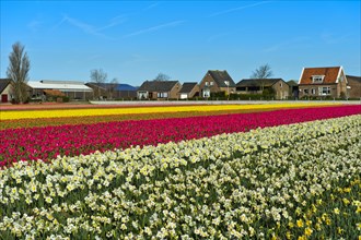 Cultivation of daffodils and tulips