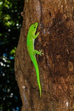 Madagascar Day gecko
