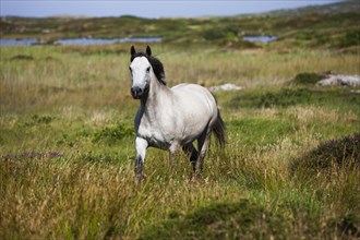 Connemara pony trots in moorland
