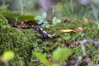 Fire salamander
