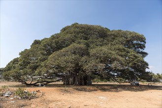400 year old Banyan tree