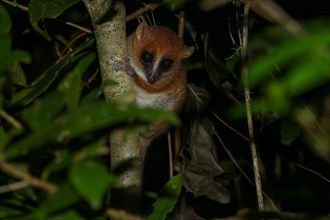 Arnhold's mouse lemur or Montagne d'Ambre mouse lemur