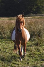 Iceland horse breed pony