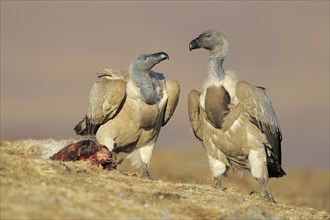 Cape vultures