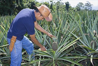 Farmer cuttting pineapple