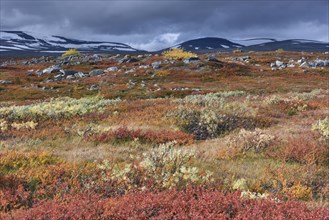 Colourful autumn landscape on the Saltfjellet