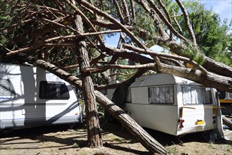 Fallen trees lying on caravans