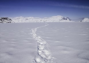 Polar Bear tracks head off across a frozen fjord towards distant mountains