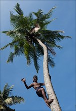 Man climbing up on coconut palm tree