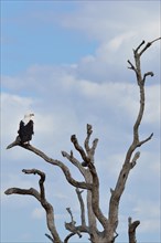 African fish eagle