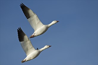 Two snow geese