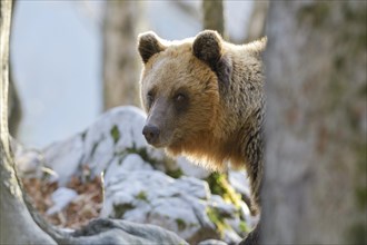 European brown bear or Eurasian brown bear