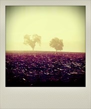 Polaroid effect of trees in countryside
