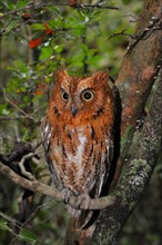 Madagascar long-eared owl