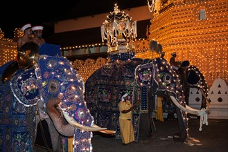 Decorated elephants