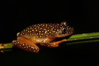 Whitebelly Reed Frog