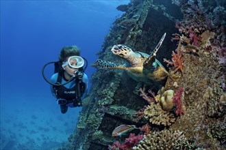 Diver observing loggerhead sea turtle