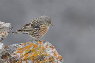 Alpine Accentor