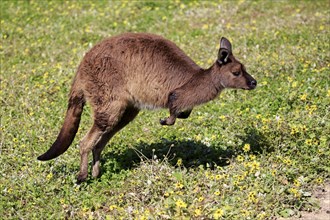 Western gray kangaroo