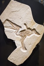 Skeleton of a short-tail landing bird Pterodactylus Mayor-Muller-Museum
