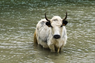 White yak