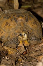 Bell's hinge-back tortoise
