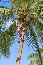 Young man harvesting coconuts