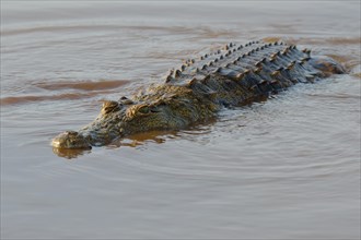 Nile crocodile