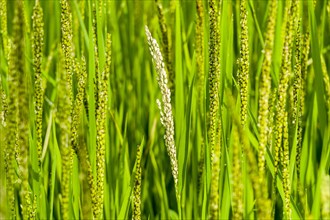 Rice panicles are growing high